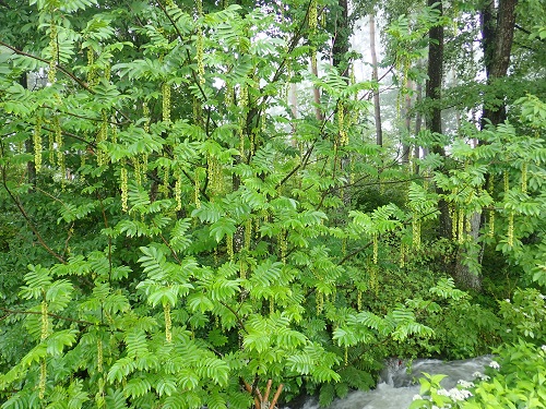 20180627_11.JPG