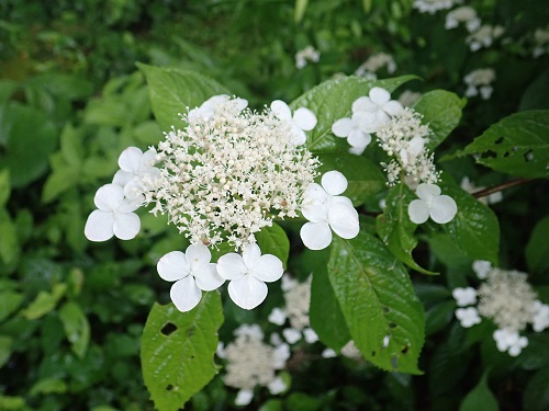 20180627_21.JPG