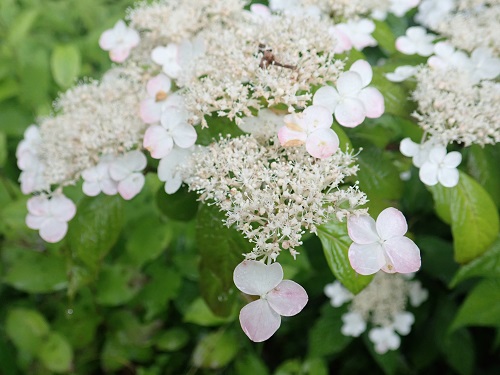 20180627_22.JPG