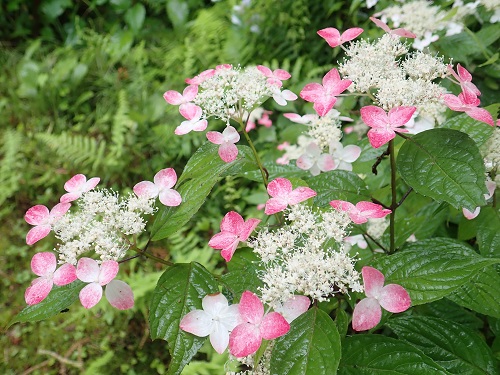 20180627_23.JPG