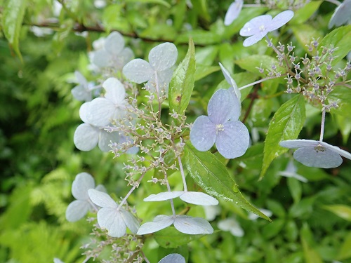 20180627_24.JPG