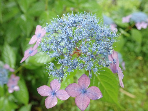 20180627_25.JPG