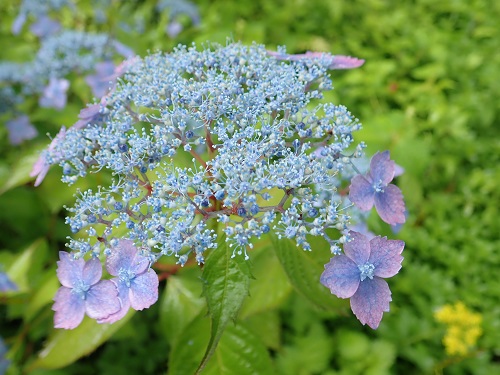 20180627_26.JPG