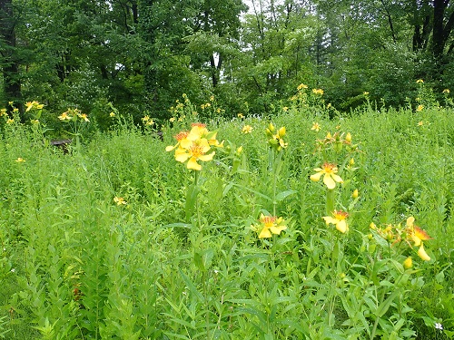 20180627_31.JPG