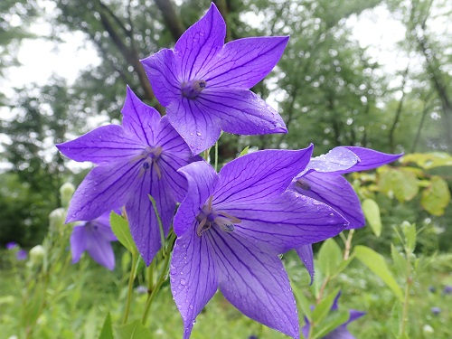20180704_01.JPG