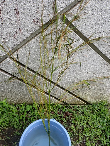 20180706_01.JPG