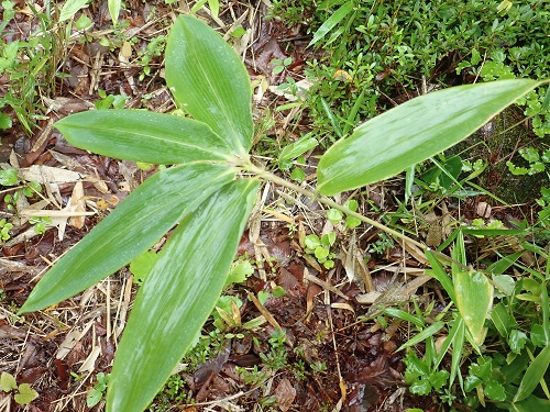 20180706_02.JPG