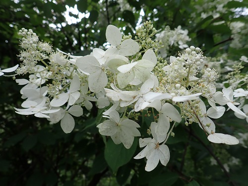 20180711_03.JPG