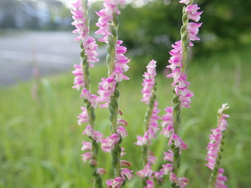 20180711_13.JPG