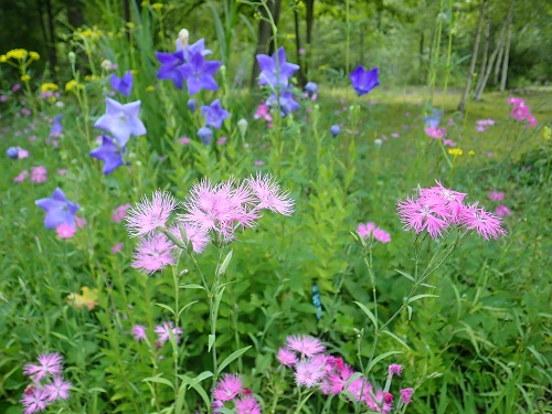 20180718_31.JPG