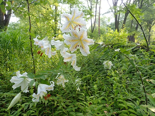 20180725_11.JPG