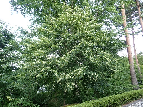 20180725_41.JPG