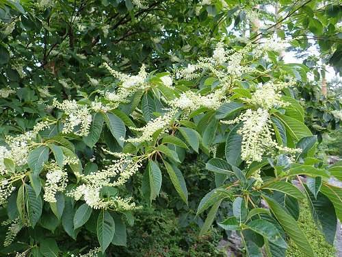 20180725_42.JPG
