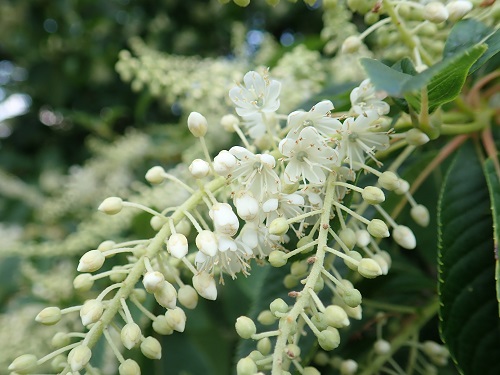 20180725_43.JPG