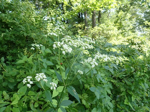 20180802_03.JPG