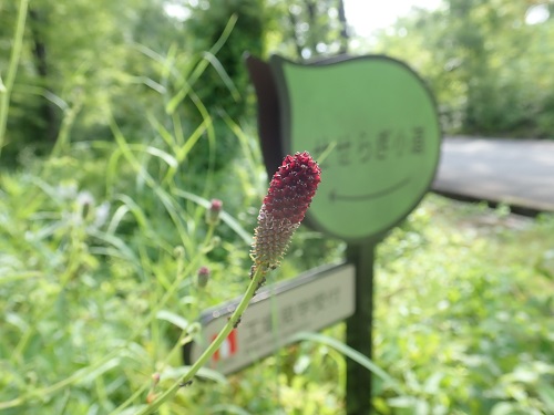 20180802_11.JPG