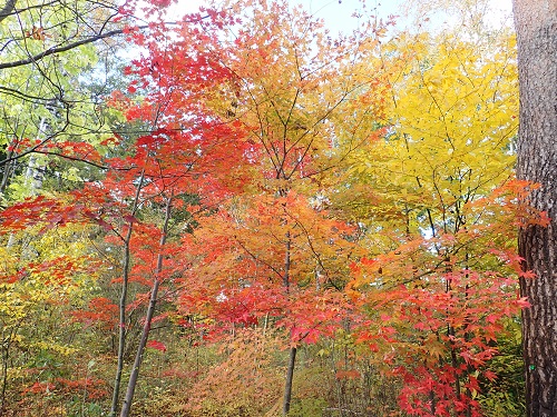 20181031_04.JPG