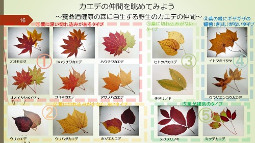 カエデ(楓)」のことをもっと知ろう! - 健康の森 BLOG|養命酒 カエデ(楓)」のことをもっと知ろう! - 健康の森 BLOG|養命酒