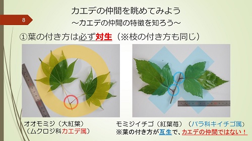 20181115_12-カエデともみじ_1.jpg