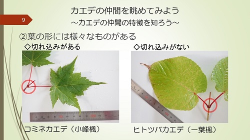 20181115_13-カエデともみじ_2.jpg