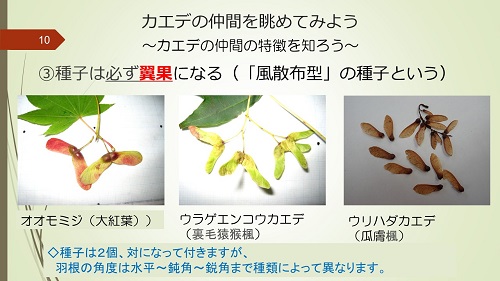 20181115_14-カエデともみじ_3.jpg