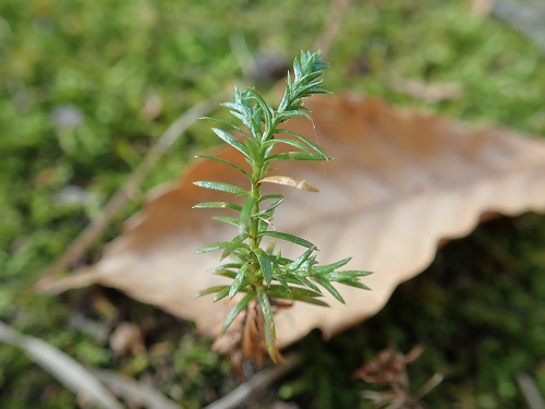 20181127_04.JPG