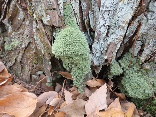20181127_11.JPG