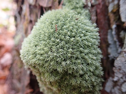 20181127_12.JPG
