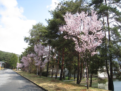 20190415_03_コヒガン(20110419)ーIMG_9397.jpg