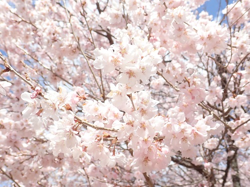 20190415_04.JPG