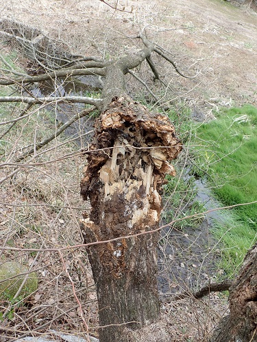 20190415_11.JPG