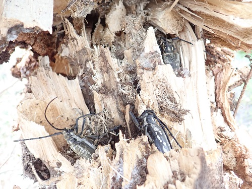 20190415_12.JPG