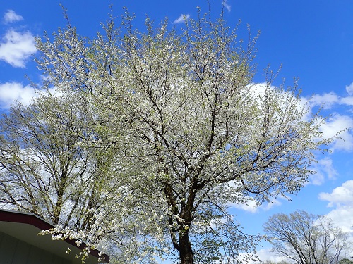 20190426_02.JPG