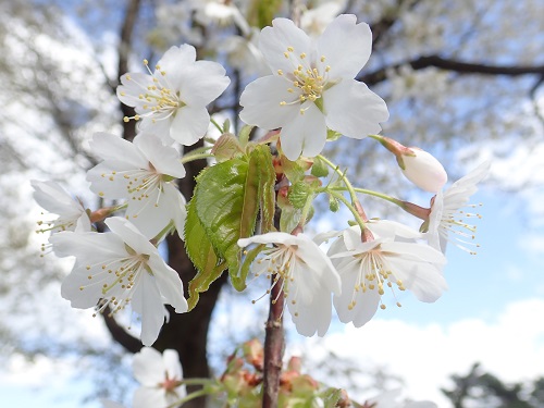 20190426_03.JPG