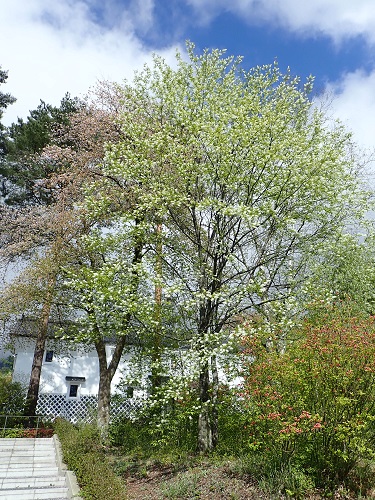 20190509_01.JPG
