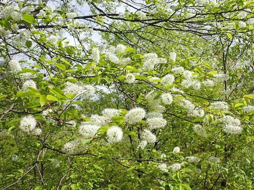 20190509_02.JPG