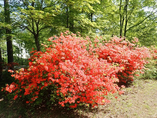 20190514_03.JPG