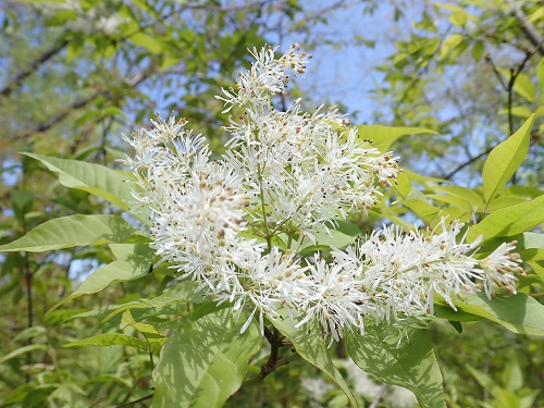 20190514_12.JPG