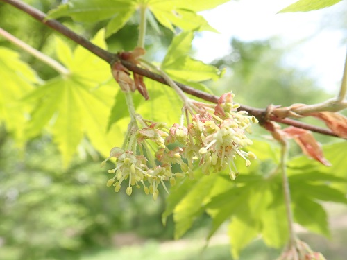 20190520_12.JPG