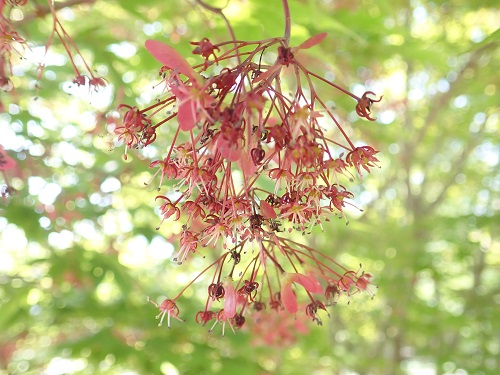 20190520_13.JPG