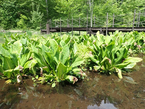 20190520_21.JPG