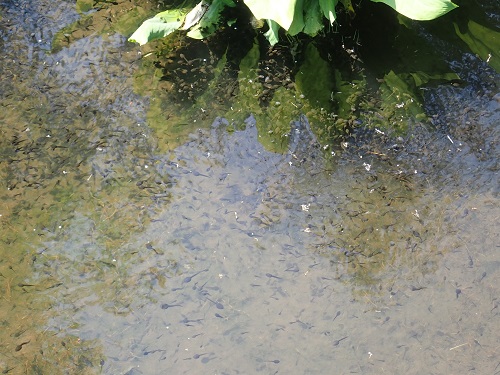 20190520_23.JPG