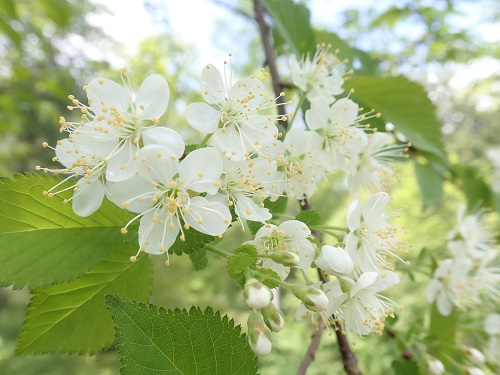 20190520_26.JPG