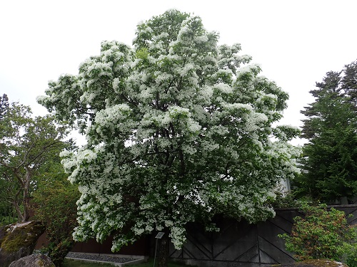 20190528_01.JPG