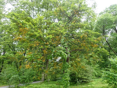 20190612_01.JPG