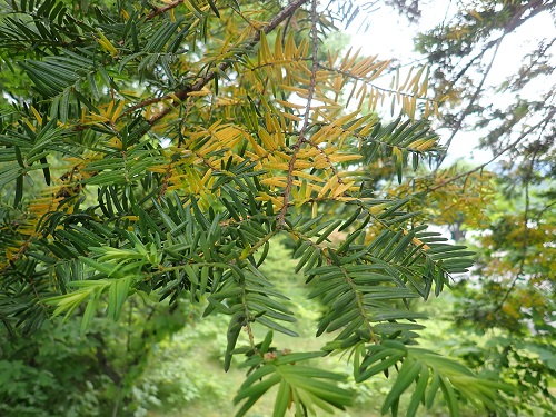 20190612_02.JPG