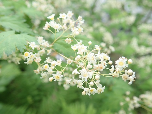 20190612_12.JPG