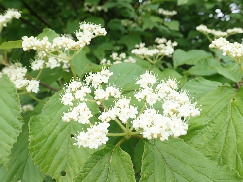 20190612_13.JPG