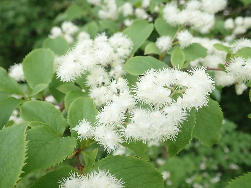 20190612_14.JPG