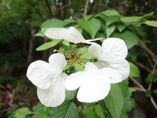 20190612_15.JPG